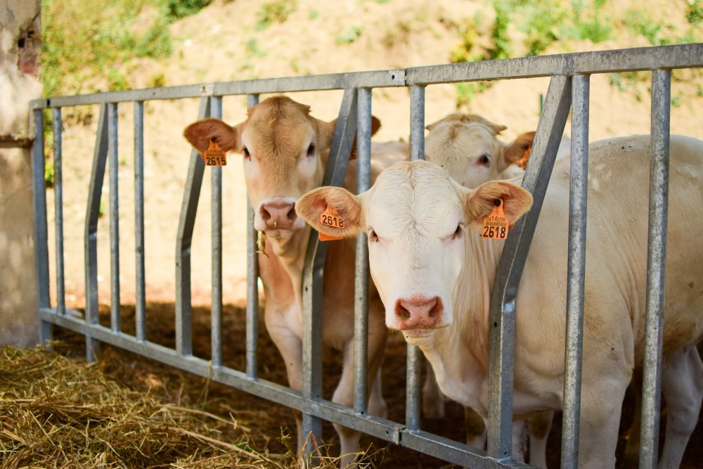 Cows looking over a farm fence